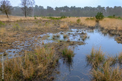Wallpaper Mural Diersfordter Wald, Moor Torontodigital.ca
