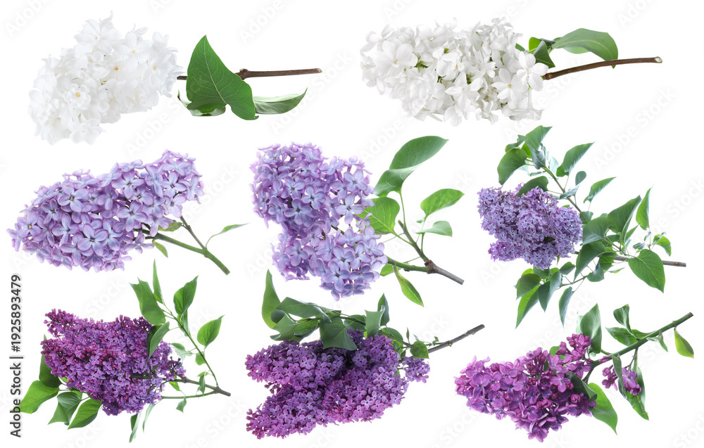 Fototapeta premium Lilac blossoms. Branches with flowers isolated on white, set