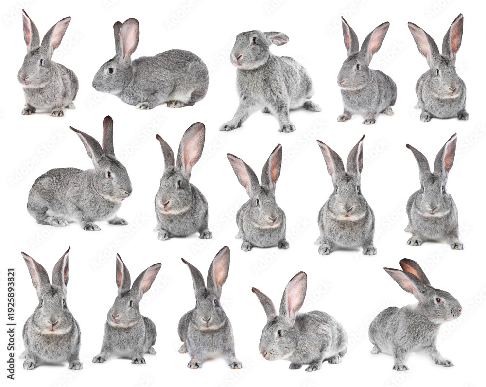 Fototapeta premium Fluffy grey rabbit on white background, collage