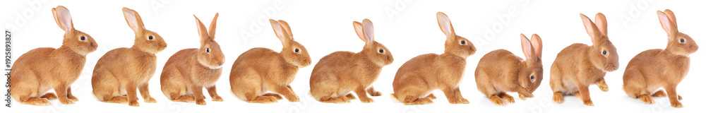 Obraz premium Fluffy brown rabbit on white background, collage