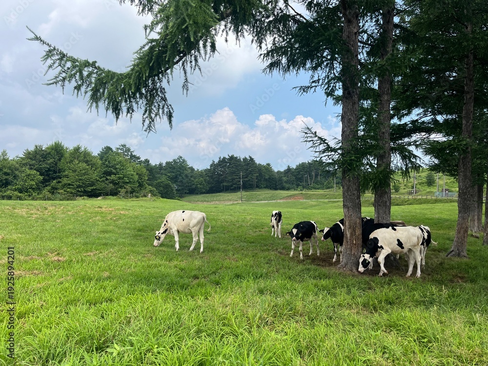 Fototapeta premium Cattle Farm in Kita-Karuizawa, Gunma, Japan