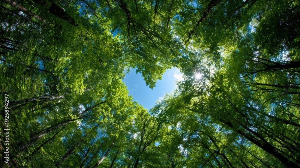 Fototapeta premium Romantic love theme for Valentines Day. A breathtaking forest canopy with lush green leaves, illuminated by the suns rays filtering through the canopy. The sky is a brilliant blue.
