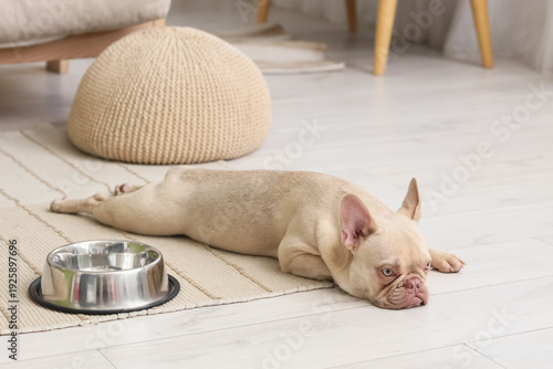 Cute french bulldog lying n...