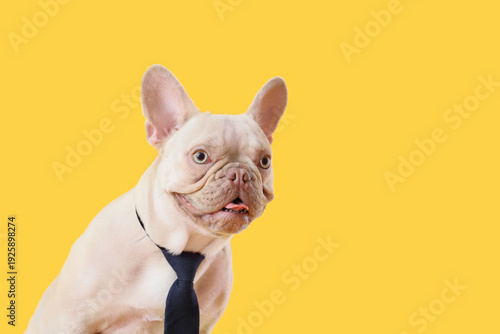 Funny french bulldog in tie...