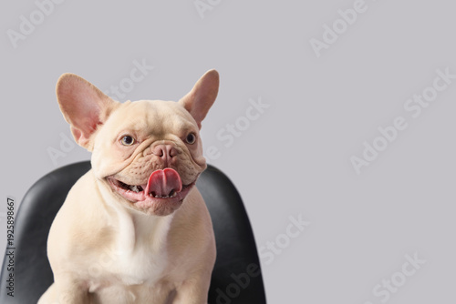 Cute french bulldog on chai...