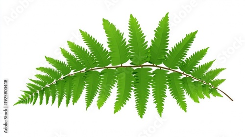 Isolated green fern branch with vibrant leaves on white background.