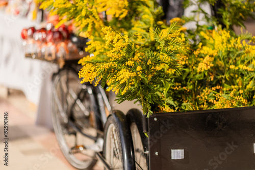 horizontal close up of cargo bicycle cart filled with fresh yellow mimosa branches at street market, Mimosa festival