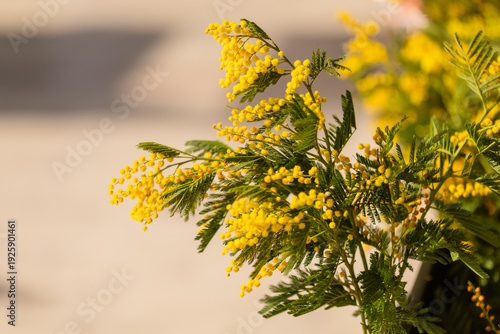 horizontal close up of cargo bicycle cart filled with fresh yellow mimosa branches at street market, Mimosa festival