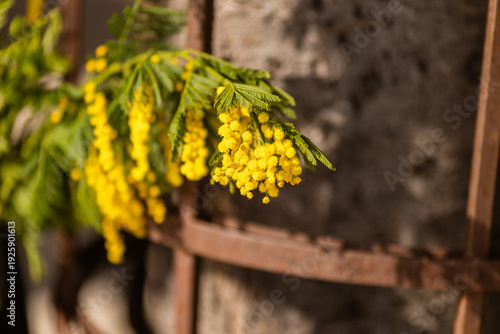 horizontal close up of cargo bicycle cart filled with fresh yellow mimosa branches at street market, Mimosa festival