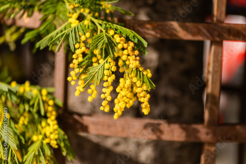 horizontal close up of cargo bicycle cart filled with fresh yellow mimosa branches at street market, Mimosa festival