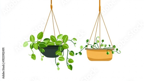 Hanging Potted Plants with Green Leaves.