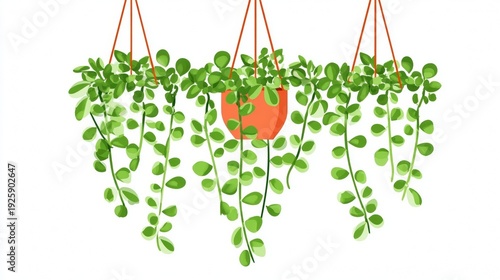 Hanging Potted Plants with Long Trailing Greenery.