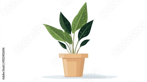 Potted plant with green leaves in a terracotta pot.