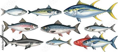 Realistic Sea Fish Collection Vector Illustration with Tuna, Salmon, Mackerel, Shark and Various Marine Species Isolated Set