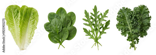 Harvesting fresh greens lettuce spinach kale and arugula isolated on transparent background
