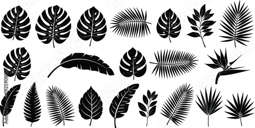 Tropical leaves silhouette illustration set with monstera palm fern and banana foliage shapes isolated on white background for botanical and jungle design