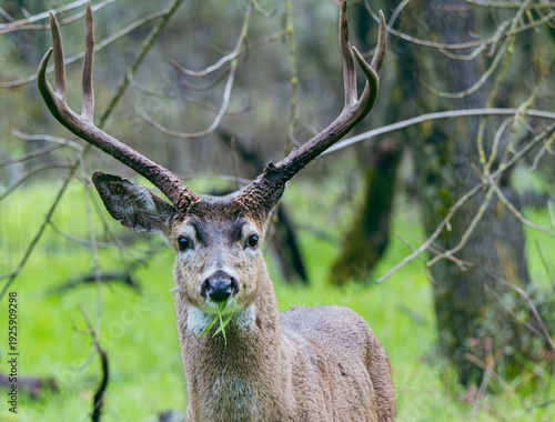 Buck Deer Eating Grass in California Forest