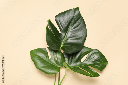 Tropical monstera leaves on...