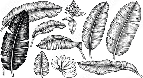 Hand drawn banana leaves and banana fruit illustration set in vintage engraving style with detailed tropical foliage elements isolated on white background