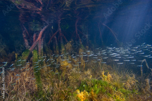 Cuadro en lienzo Prop Roots of Red Mangrove,Rhizophora mangle, underwater serving as a host for a