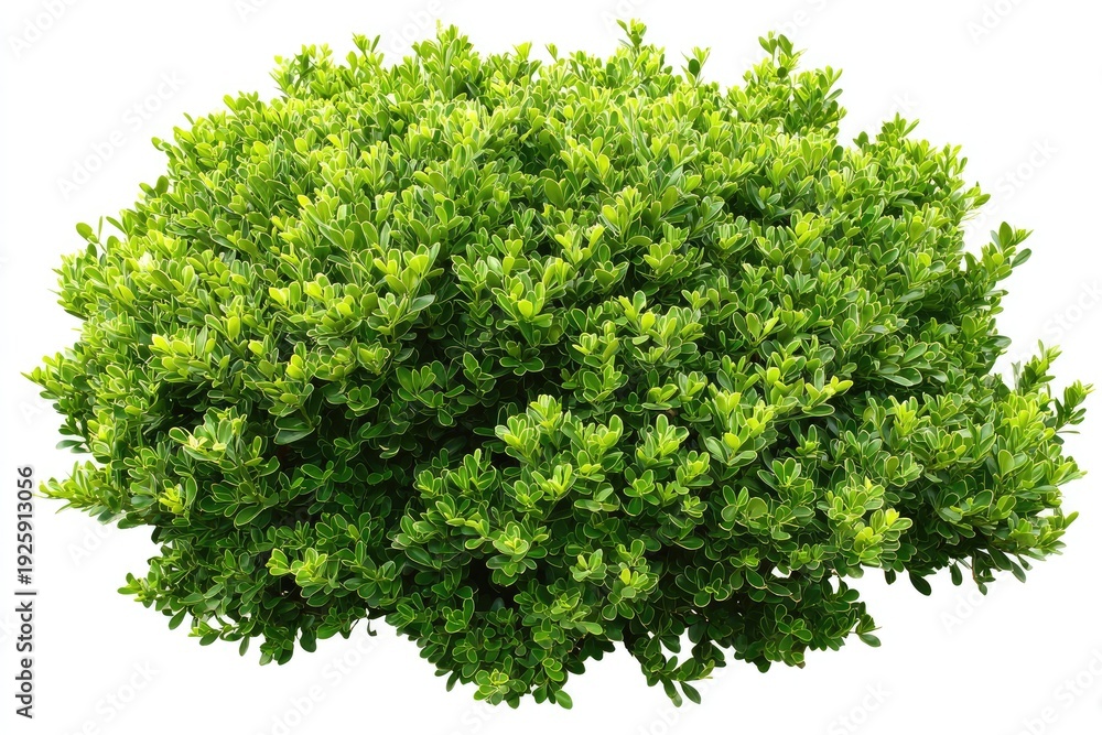 Obraz premium Lush, verdant green bush with dense foliage, isolated on white