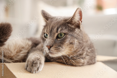 Wallpaper Mural Cute grey cat lying in cardboard box in living room Torontodigital.ca