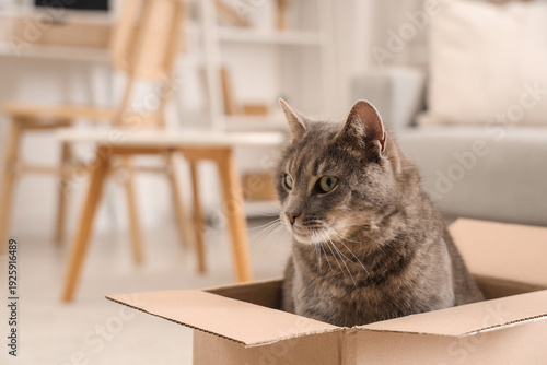 Cute grey cat sitting in ca...