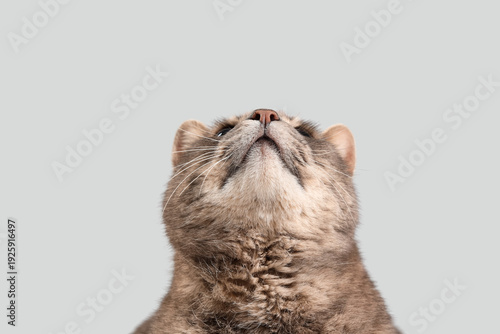 Cute grey cat on light back...