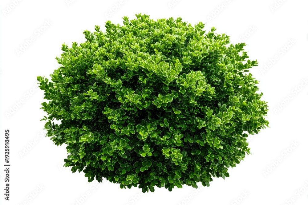 Obraz premium A perfectly rounded, lush green shrub isolated against a white background