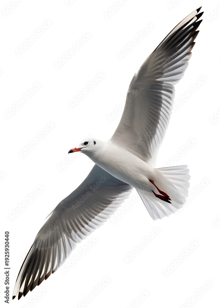 Fototapeta premium A black headed gull flying isolated on a transparent background for creative design projects.