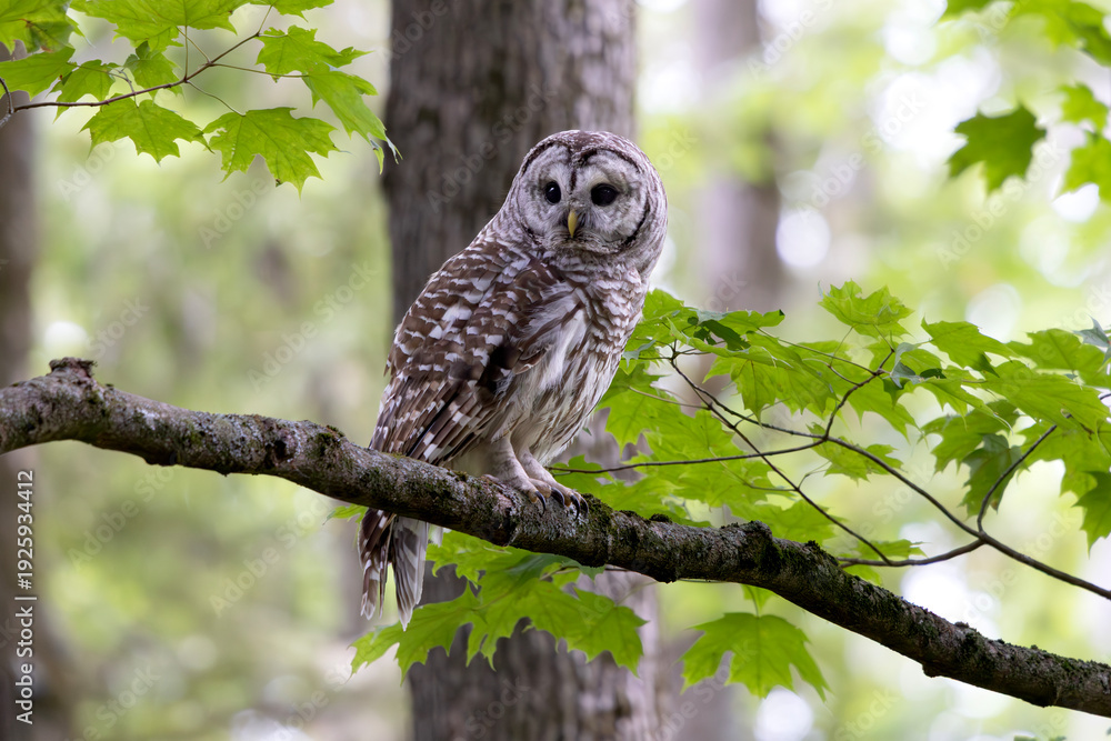Fototapeta premium Barred owl Strix varia glances over its shoulder at surrounding forest in southern Ontario Canada