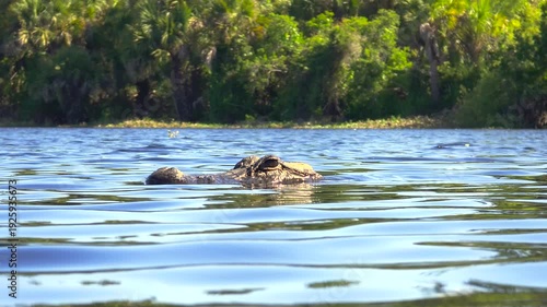 Wild reptile alligator predator floating in still freshwater pond in Everglades region of Florida, USA.