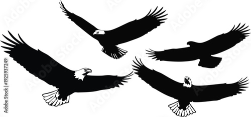 Bald Eagle Silhouette Vector - Majestic Bird of Prey Set