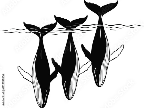 Humpback Whale Diving Silhouette - Ocean Mammal Vector