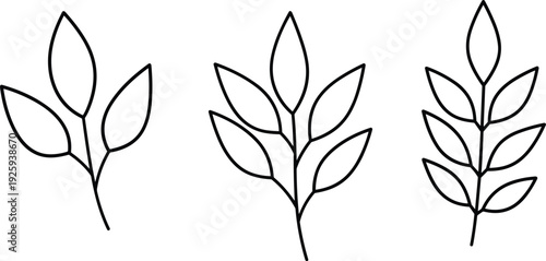 Three simple line drawings of plants with varying leaf arrangements and stem lengths