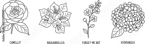 Illustrations of various flowers including rose, eucalyptus, baby's breath, and hydrangea in a simple line art style