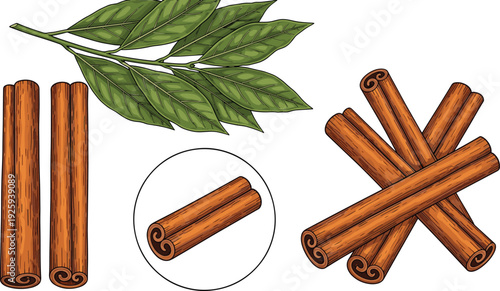 Cinnamon and Bay Leaf Vector Illustration