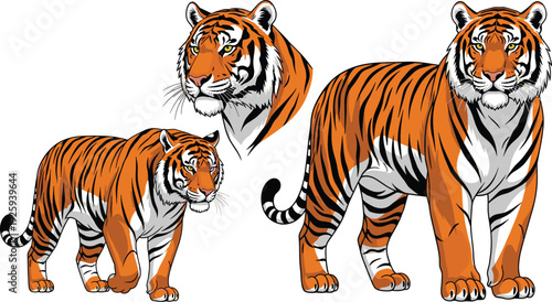 Illustrations of a Roaring Tiger in Different Poses