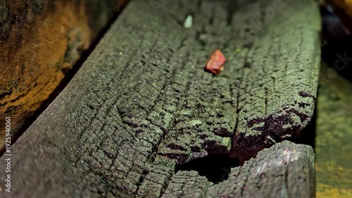 Close up of charred weathered wood texture with deep cracks and organic detail.