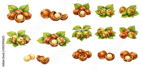 A charming watercolor collection of hazelnut clipart, including whole nuts, cracked shells, kernels, leafy branches, and natural brown tones.