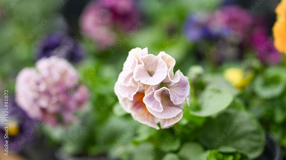 Fototapeta premium Close up of Lavishly Ruffled Petals of Sato Pansy from Antoinette Collection
