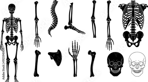 Human skeleton anatomy silhouettes set, detailed black vector illustration of bones and skull for medical education, biology study, science graphics, and healthcare design