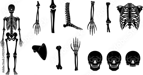 Human skeleton anatomy silhouette vector set, skull bones spine ribs limbs illustration, medical education infographic elements isolated on white background