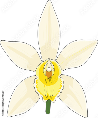 Vanilla Flower Vector Illustration