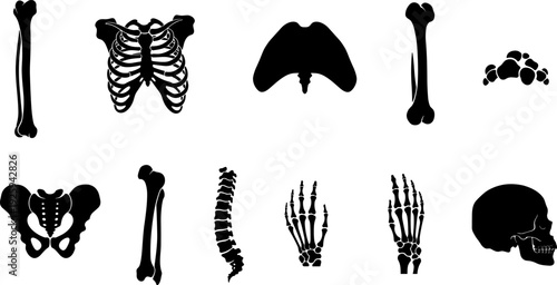 Human skeleton bones silhouette vector set, anatomical skull rib cage spine hands feet icons, medical anatomy illustration isolated on white background