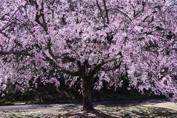 Poster encadré  【幸田町】満開になった1本のしだれ桜  © sigemin