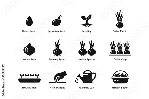 Onion growth stages and gardening icons set