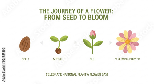 The journey of a flower from seed to bloom stages