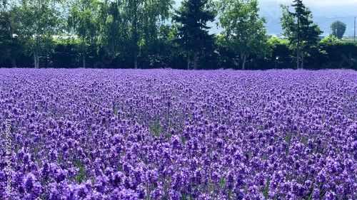 Wallpaper Mural 一面に広がるラベンダー畑、富良野の夏 Torontodigital.ca