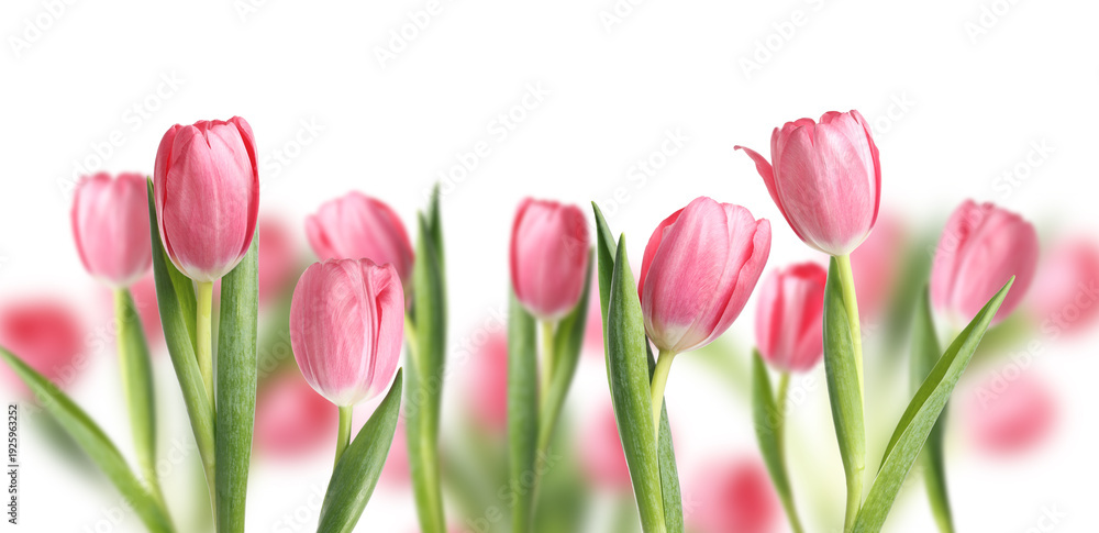Obraz premium Pink tulips on white background. Many spring flowers